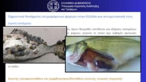 Σοκαριστικές εικόνες από ελληνικές ιχθυοκαλλιέργειες: Οδηγός του ΥΠΑΑΤ αποκαλύπτει ψάρια γεμάτα πληγές, παραμορφώσεις, παράσιτα και λοιμώξεις