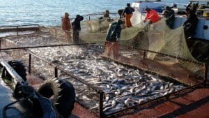 Η βιομηχανία θαλασσινών τρέφει 600 εκατομμύρια ανθρώπους και κινδυνεύει να χάσει την εμπιστοσύνη των καταναλωτών