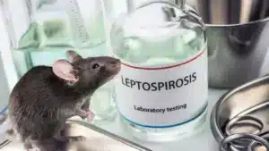 Συναγερμός στη Ζάκυνθο για τρία κρούσματα λεπτοσπείρωσης: Ένας νεκρός και φόβοι για νέα περιστατικά λόγω των τρωκτικών