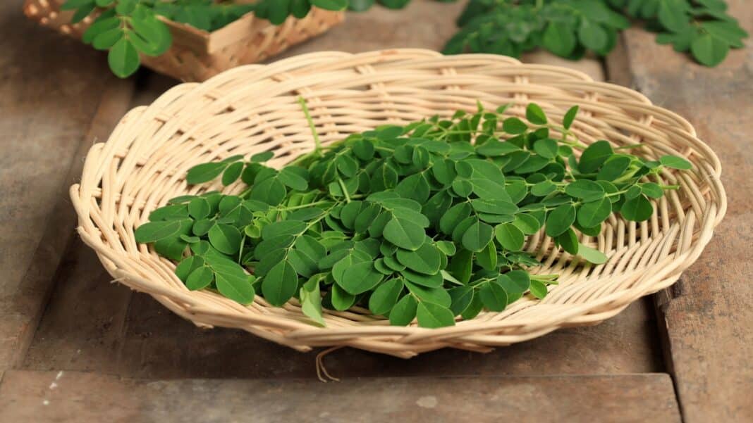 Τρεις εξάρσεις Salmonella από moringa μέσα σε ένα χρόνο - Ο FDA ανοίγει νέα έρευνα και επαναλαμβάνει παλαιότερη