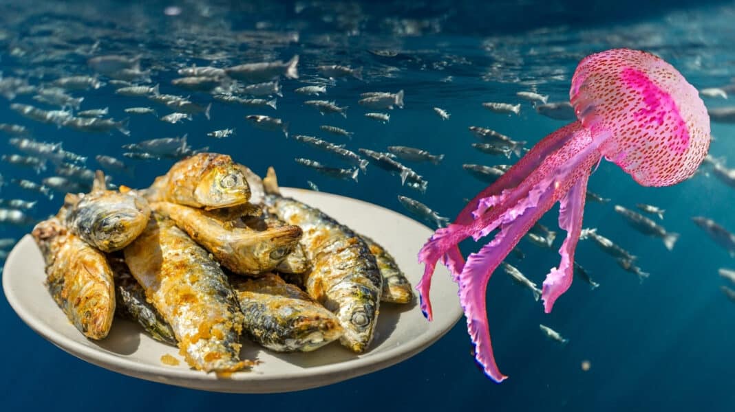 Πώς η κατανάλωση σαρδέλας τον χειμώνα «βοηθά» τις ελληνικές θάλασσες να γεμίζουν τσούχτρες την άνοιξη και το καλοκαίρι
