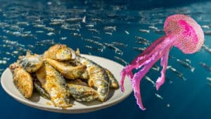 Πώς η κατανάλωση σαρδέλας τον χειμώνα «βοηθά» τις ελληνικές θάλασσες να γεμίζουν τσούχτρες την άνοιξη και το καλοκαίρι