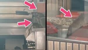 Viral το βίντεο με την επέλαση τρωκτικών σε εστιατόριο – Λουκέτο από τις αρχές