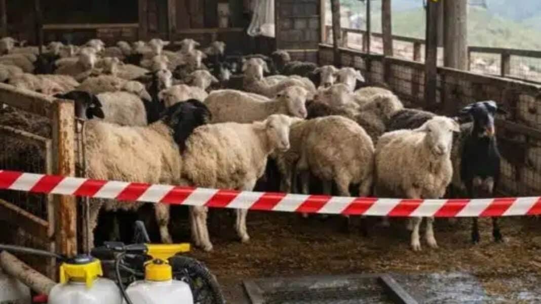Λέσβος: Πέθανε κτηνοτρόφος λίγο μετά τη θανάτωση του κοπαδιού του λόγω αφθώδους πυρετού