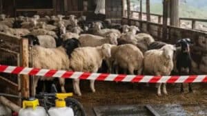 Λέσβος: Πέθανε κτηνοτρόφος λίγο μετά τη θανάτωση του κοπαδιού του λόγω αφθώδους πυρετού