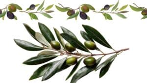 Τα φύλλα ελιάς ως πιθανή συμπληρωματική θεραπεία στον παιδιατρικό καρκίνο