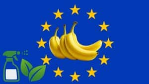 Μπανάνες και μέλι: Η EFSA αξιολόγησε νέα όρια για τα υπολείμματα του μυκητοκτόνου folpet