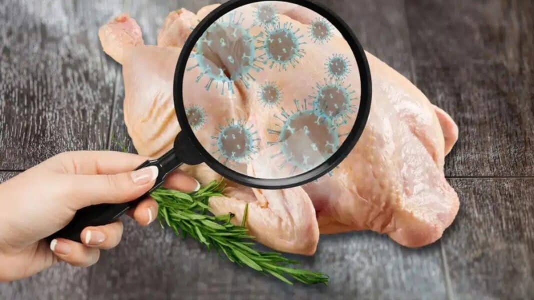 Ελλάδα: Μολυσμένα με σαλμονέλα τα πρώτα εισαγόμενα κοτόπουλα της Mercosur