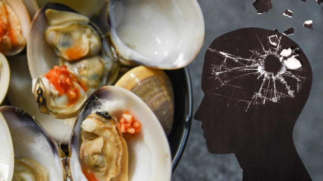 Ανακαλούνται θαλασσινά με τοξίνες που προκαλούν απώλεια μνήμης ακόμη και θάνατο - Συλλέχθηκαν από απογορευμένη ζώνη αλιείας