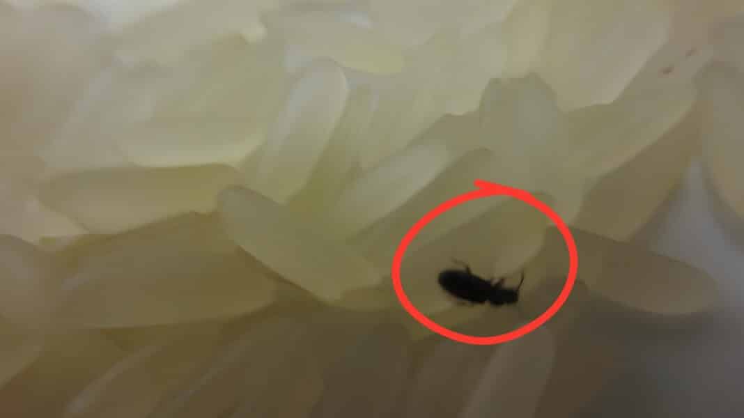 Εντοπίστηκε ρύζι σε μαγειρικό σακουλάκι γεμάτο έντομα σε μεγάλο σούπερ μάρκετ - Αποσύρθηκε όλη η παρτίδα (φωτογραφίες)