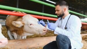 ΕΕ: Νέες συστάσεις για τη χρήση κτηνιατρικών φαρμάκων εκτός εγκεκριμένων ενδείξεων