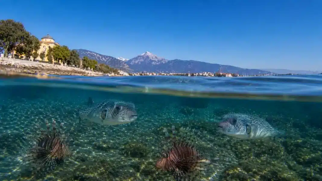 Ο λαγοκέφαλος απειλεί θάλασσες, λουόμενους και τουρισμό