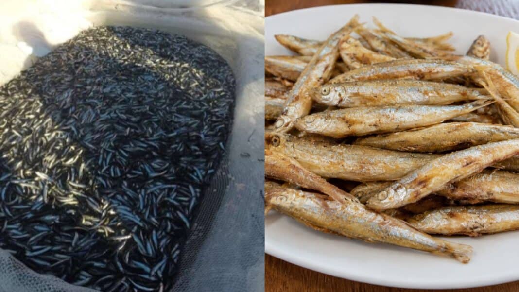 Το ψάρι που μοιάζει με αθερίνα, κέρδισε ονομασία Προστατευόμενης Γεωγραφικής Ένδειξης