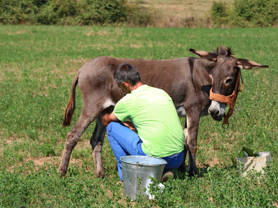 Η Nestlé κατέθεσε δίπλωμα ευρεσιτεχνίας για πρωτεΐνη από γάλα γαϊδούρας