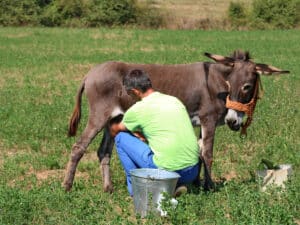 Η Nestlé κατέθεσε δίπλωμα ευρεσιτεχνίας για πρωτεΐνη από γάλα γαϊδούρας