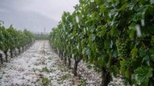 ΕΛΓΑ: Τροπολογία για αποζημίωση παραγωγών που επλήγησαν από τα ακραία καιρικά φαινόμενα του Ιουλίου 2026