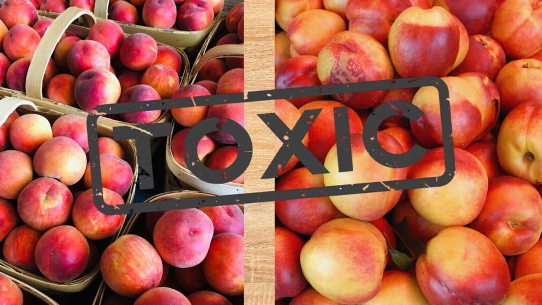 Ανακαλούνται ροδάκινα και νεκταρίνια από σουπερμάρκετ κολοσσό λόγω χημικής επιμόλυνσης