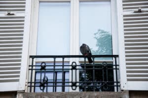 Πώς θα καθαρίσετε τις κουτσουλιές των περιστεριών από τα κάγκελα στο μπαλκόνι σας