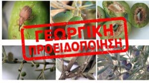 Ελαιοπαραγωγή : Νέα γεωργική προειδοποίηση από το ΥΠΑΑΤ για προσβολές από βασικούς εχθρούς της ελιάς