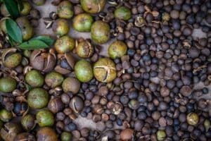Camellia oleifera: Σε δημόσια διαβούλευση η αξιολόγηση για χρήση ως «βασική ουσία» στην προστασία φυτών