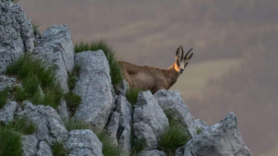 Η Κόνιτσα στο επίκεντρο της διεθνούς προσπάθειας για τη διατήρηση του Βαλκανικού Αγριόγιδου
