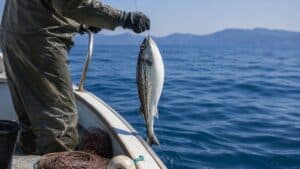 Λαγοκέφαλοι: Αυξάνονται οι κίνδυνοι από τα δαγκώματα και τη δηλητηρίαση - Οι οδηγίες των ειδικών