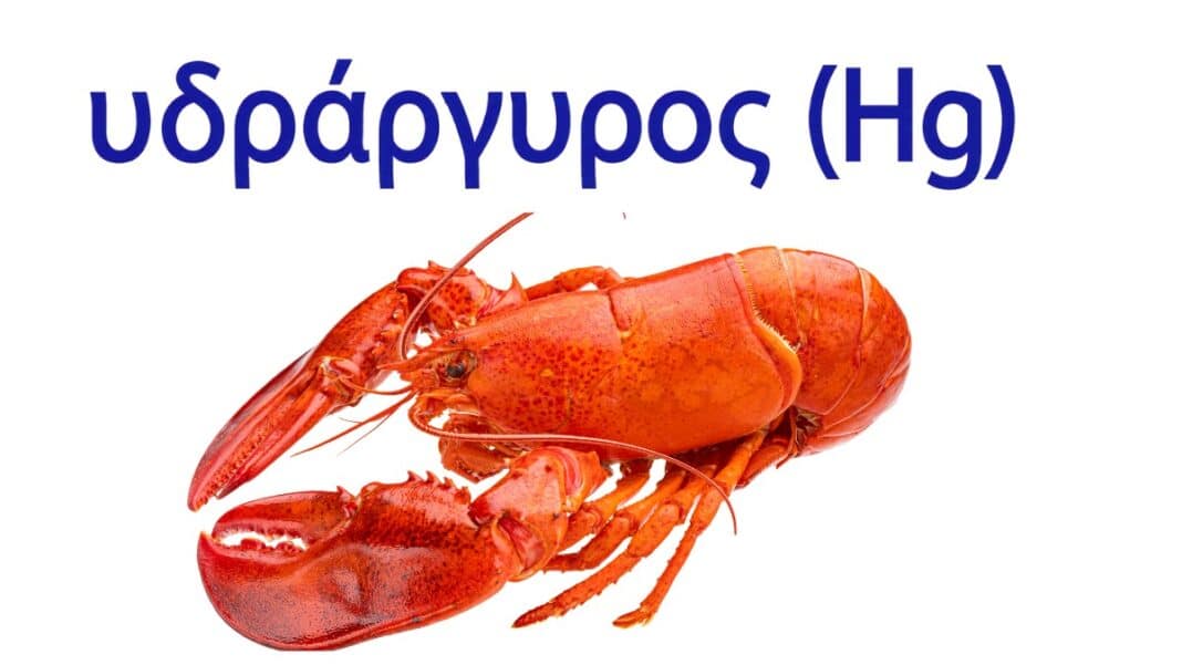 Στην Ελλάδα φορτίο με αστακούς με τοξικό υδράργυρο 100% πάνω απο το όριο — Πέρασε τα σύνορα πριν τα αποτελέσματα των αναλύσεων
