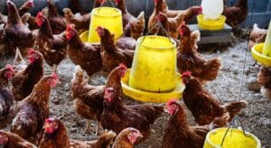 Κοτόπουλα: Θετική αξιολόγηση της EFSA για πρόσθετο στις ζωοτροφές κατά της κοκκιδίωσης
