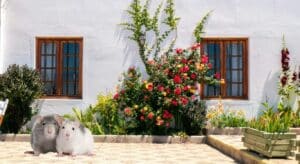 6 στοιχεία στον κήπο ή την αυλή σας που προσελκύουν ποντίκια