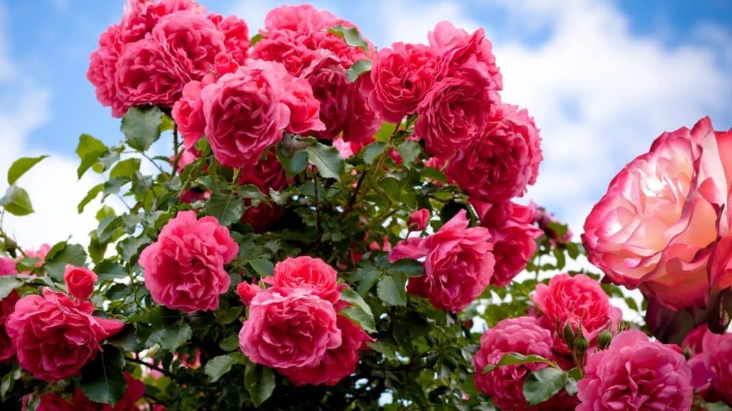 Τριανταφυλλιές: 9 συνηθισμένα λάθη που καταστρέφουν τα φυτά σας