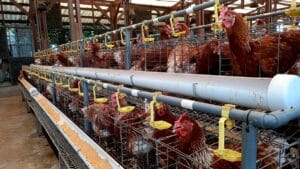 Σαλμονέλα στα πουλερικά: Οι συνθήκες πλυσίματος των κλωβών που μειώνουν σημαντικά τον κίνδυνο επιμόλυνσης